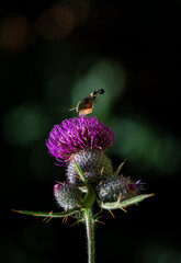 Beautifull Carduus and haw-moth in the morning light.