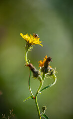 Dandelion Sonchus arvensis soft focus in the morning light.