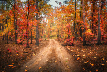 Dirt road in autumn forest in fog. Red foggy forest with trail. Colorful landscape with beautiful enchanted trees with orange and red leaves in fall. Mystical woods in october. Woodland. Nature