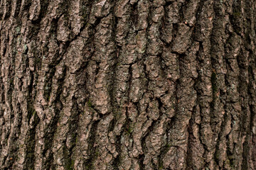 Kora drzewa liściastego