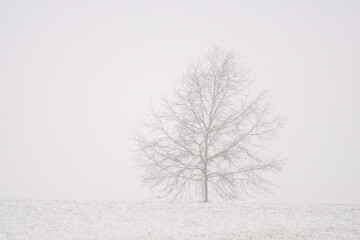 Dzika przyroda w Polsce