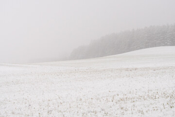 Dzika przyroda w Polsce