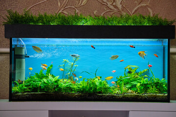 Colorful exotic fish swimming in deep blue water aquarium with green tropical plants