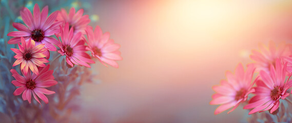 Afrykańska stokrotka w słońcu jako tło 