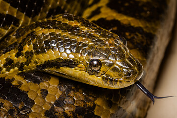 close up of yellow anaconda