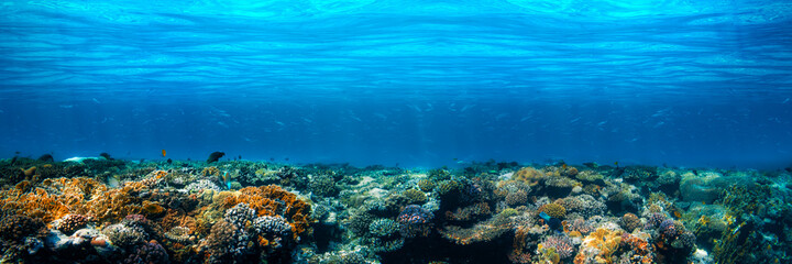 Underwater coral reef on the red sea