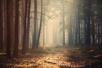 Jesienny las sosnowy we mgle