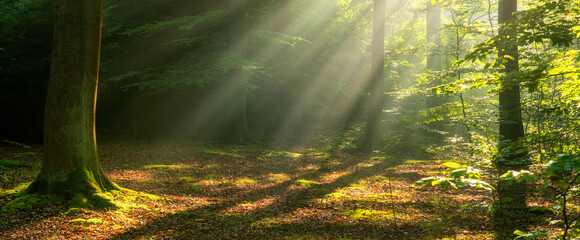 Beautiful sunny morning in the forest