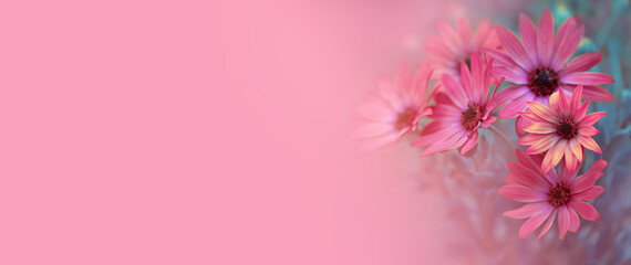 stokrotka afrykańska na różowym tle