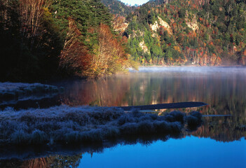 autumn in the forest