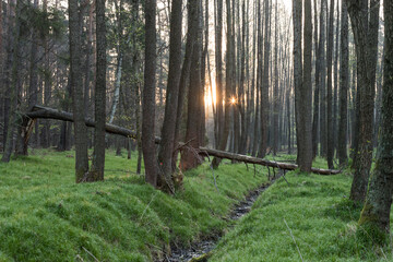 piękny zielony las i wschód słońca