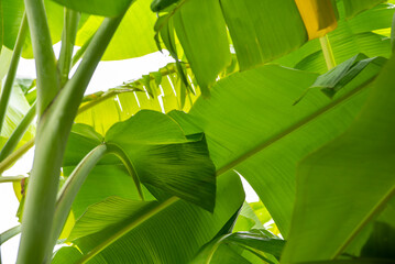 Greenery background nature plant and leaf (Banana)