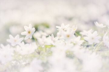 Kwitnące zawilce gajowego. Wiosenna polana w lesie, ujęcie z przodu