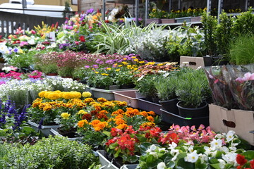 stragan sklep ogrodniczy bazar wiosna 