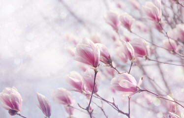 Tło pastelowe kwiaty