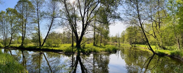 POROŚNIĘTY DRZEWAMI BRZEG RZEKI