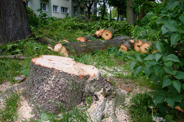 Ścięte drzewo w mieście. Silny wiatr.