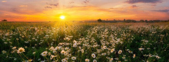 Beautiful summer sunrise over wild daisy flowers meadow