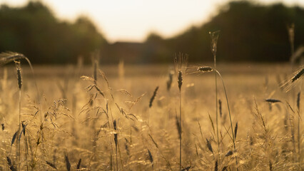 Pola pszenicy na wsi