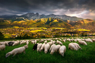 Sheep grazing in the pasture, with a view of the Tatra Mountains, Giewont and Podhale, Zakopane, Poland. Owce na wypasie na hali, z widokiem na panoramę Tatr, Giewont i góry. Zakopane, Polska.