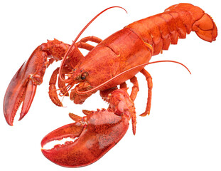 Red lobster isolated