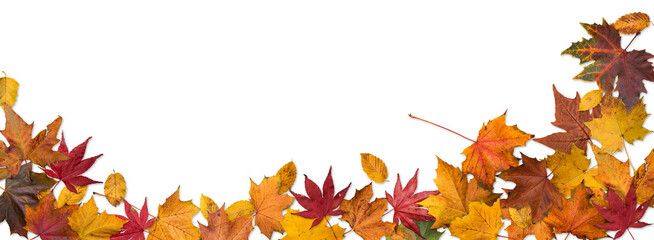 Autumn leaves border