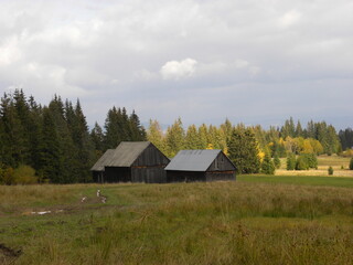 Stare chaty przy lesie