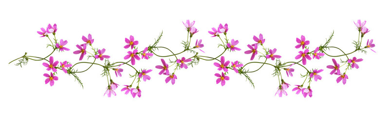 Pink cosmos flowers in a floral garland isolated on white or transparent background