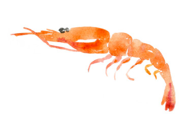 Watercolor shrimp. Hand-drawn illustration isolated on the white background