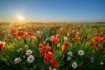 Summer morning over field of wild flowers