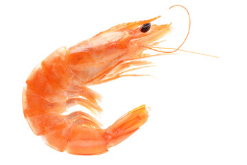 Shrimps on white isolated 