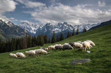 widok na Tatry Wysokie z Rusinowej Polany w Tatrach
