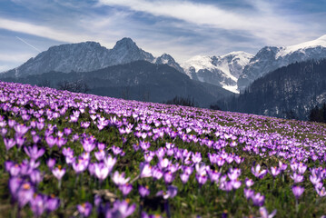 krokusy i tatry
