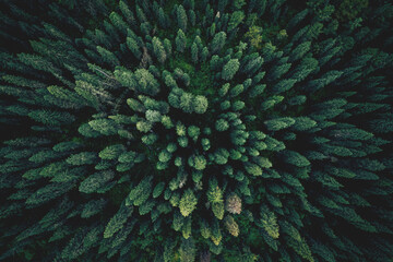 Aerial top view green forest and green trees in rural Altai, Drone photo