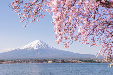 Fuji mountain and Pink Cherry Blossom in Spring at Lake Kawaguchiko, Japan