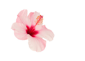 Pink hibiscus flower 