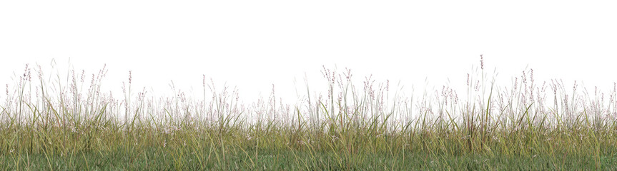 Evergreen grass field in nature, meadow in springtime, Tropical forest isolated on transparent background - PNG file, 3D rendering illustration for create and design or etc