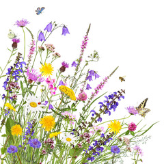 Colorful meadow flowers with insects, transparent background