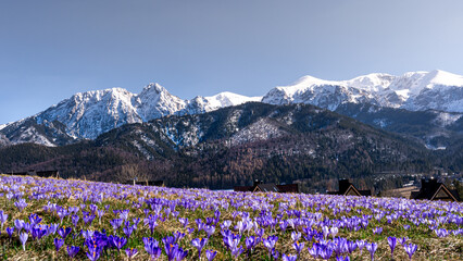 krokus, krokusy , kwiat, kwiaty, przedwiośnie, wiosna, zima, śnieg, góry , zakopane, tatry