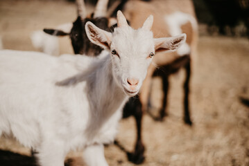 Zwierzęta gospodarstwa domowego