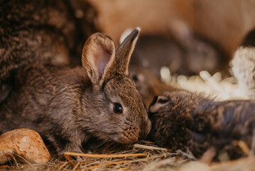 Zwierzęta gospodarstwa domowego