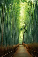 Pathway in a green bamboo forest in Japan
