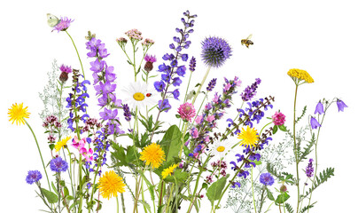 Colorful meadow and garden flowers with insects, transparent background 