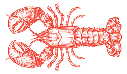 Crayfish isolated on white background. Hand drawn red crawfish, lobster sketch. Seafood vector illustration