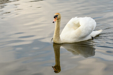 Łabędź odbijający się w tafli wody