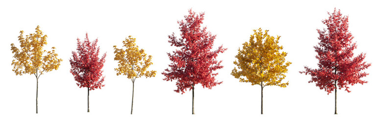 Various street autumn trees (Quercus rubra, platanus, maple) medium and small isolated png on a transparent background premium cutout 