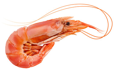 shrimp isolated on white background, full depth of field