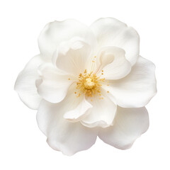 white flower isolated on transparent background cutout