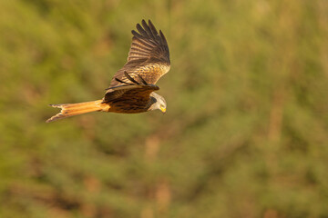Kania ruda, kania rdzawa (Milvus milvus)