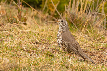 Paszkot (Turdus viscivorus)